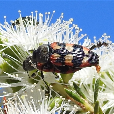 Castiarina sexplagiata (Jewel beetle) at Acton, ACT - 19 Nov 2024 by HelenCross