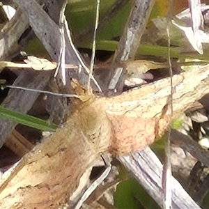 Scopula rubraria at Tarago, NSW - 19 Nov 2024