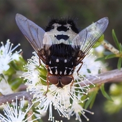 Formosia (Euamphibolia) speciosa (Bristle fly) at Acton, ACT - 19 Nov 2024 by HelenCross