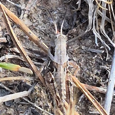 Brachyexarna lobipennis (Stripewinged meadow grasshopper) at Tarago, NSW - 19 Nov 2024 by clarehoneydove