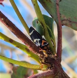 Eurymeloides pulchra at Gunning, NSW - 19 Nov 2024 09:23 AM