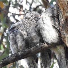 Podargus strigoides (Tawny Frogmouth) at Acton, ACT - 19 Nov 2024 by HelenCross