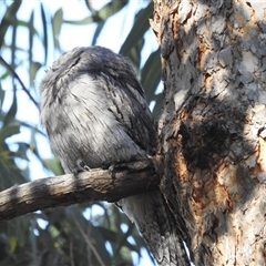 Podargus strigoides at Acton, ACT - 19 Nov 2024