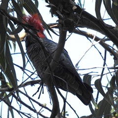 Callocephalon fimbriatum (Gang-gang Cockatoo) at Acton, ACT - 19 Nov 2024 by HelenCross