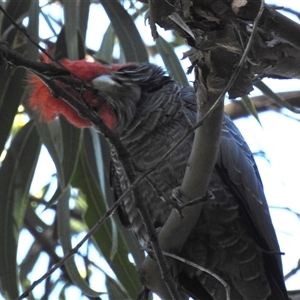 Callocephalon fimbriatum at Acton, ACT - suppressed