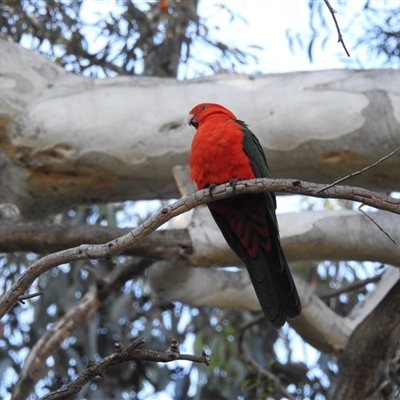 Alisterus scapularis (Australian King-Parrot) at Acton, ACT - 19 Nov 2024 by HelenCross