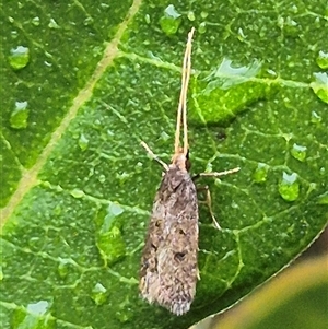 Lecithocera (genus) at Bungendore, NSW - 17 Nov 2024