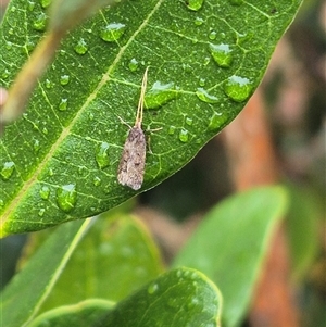 Lecithocera (genus) at Bungendore, NSW - 17 Nov 2024