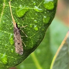 Lecithocera (genus) at Bungendore, NSW - 17 Nov 2024