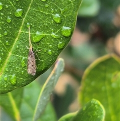 Lecithocera (genus) at Bungendore, NSW - 17 Nov 2024