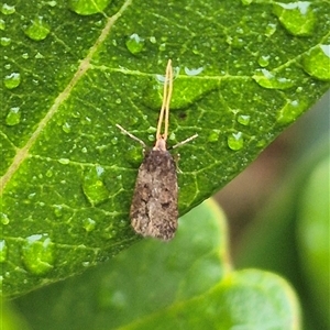 Lecithocera (genus) at Bungendore, NSW - 17 Nov 2024