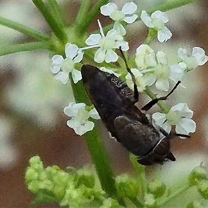 Rhiniidae sp. (family) at suppressed - suppressed