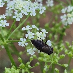 Rhiniidae sp. (family) at suppressed - suppressed