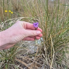 Arthropodium fimbriatum (Nodding Chocolate Lily) at Gunning, NSW - 18 Nov 2024 by clarehoneydove