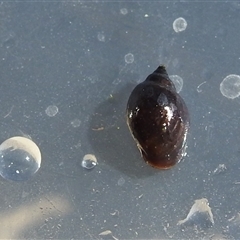 Glyptophysa novaehollandica at Kambah, ACT - suppressed