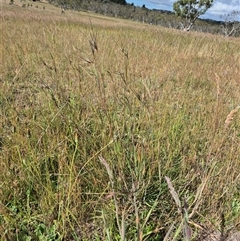 Themeda triandra (Kangaroo Grass) at Tarago, NSW - 19 Nov 2024 by clarehoneydove