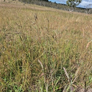 Themeda triandra at Tarago, NSW - 19 Nov 2024 04:38 PM