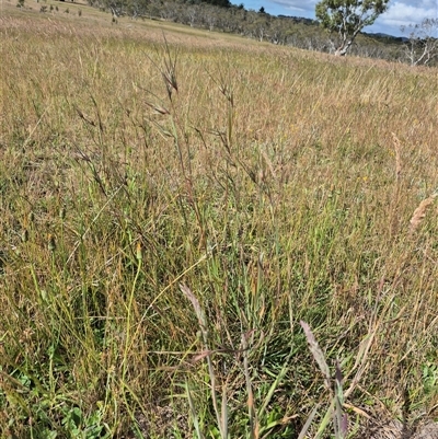 Themeda triandra (Kangaroo Grass) at Tarago, NSW - 19 Nov 2024 by clarehoneydove