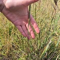 Themeda triandra at Tarago, NSW - 19 Nov 2024