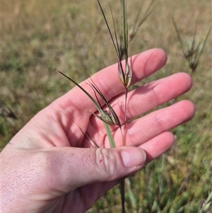 Themeda triandra at Tarago, NSW - 19 Nov 2024