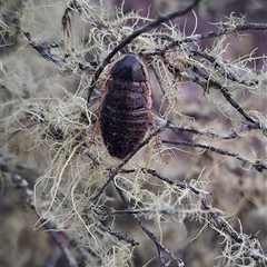 Calolampra sp. (genus) (Bark cockroach) at Bungendore, NSW - 19 Nov 2024 by clarehoneydove