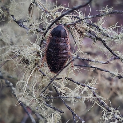 Calolampra sp. (genus) (Bark cockroach) at Bungendore, NSW - 19 Nov 2024 by clarehoneydove