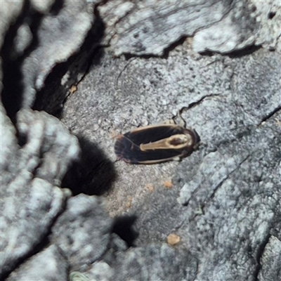 Ectoneura sp. (genus) at Bungendore, NSW - 19 Nov 2024 by clarehoneydove