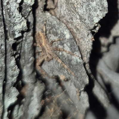 Isala cambridgei (Blunt-headed Crab Spider) at Bungendore, NSW - 19 Nov 2024 by clarehoneydove