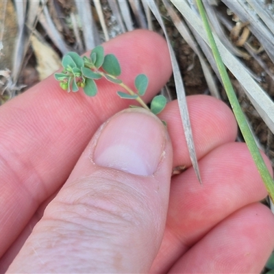 Euphorbia dallachyana (Mat Spurge, Caustic Weed) at Bungendore, NSW - 15 Nov 2024 by clarehoneydove