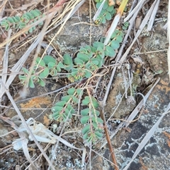 Euphorbia dallachyana at Bungendore, NSW - 15 Nov 2024