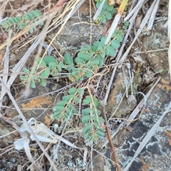 Euphorbia dallachyana at Bungendore, NSW - 15 Nov 2024