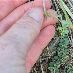 Euphorbia dallachyana at Bungendore, NSW - 15 Nov 2024