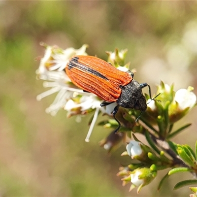 Castiarina erythroptera (Lycid Mimic Jewel Beetle) at Penrose, NSW - 18 Nov 2024 by Aussiegall