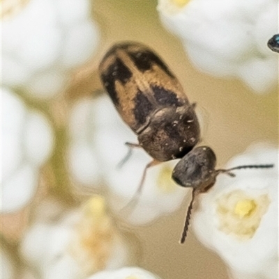 Mordellidae (family) (Unidentified pintail or tumbling flower beetle) at Bungonia, NSW - 17 Nov 2024 by Aussiegall