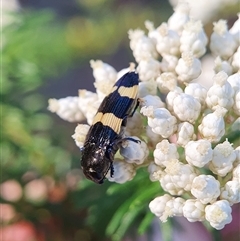 Castiarina bifasciata (Jewel beetle) at Penrose, NSW - 18 Nov 2024 by Aussiegall