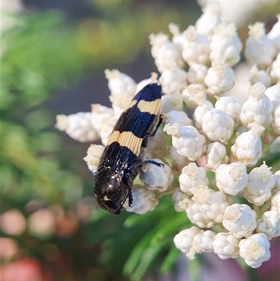 Castiarina bifasciata (Jewel beetle) at Penrose, NSW - 18 Nov 2024 by Aussiegall