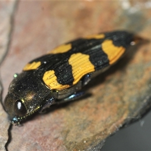 Castiarina imitator at Bungonia, NSW - 17 Nov 2024 10:35 AM