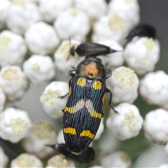 Castiarina oblita (a jewel beetle) at Bungonia, NSW - 17 Nov 2024 by Harrisi