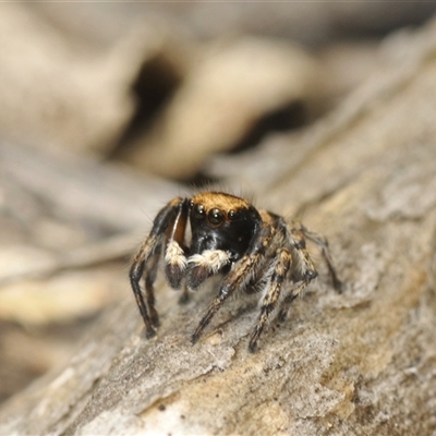 Euophryinae sp.(Striped Capuchin- undescribed) at Bungonia, NSW - 13 May 2024 by Harrisi