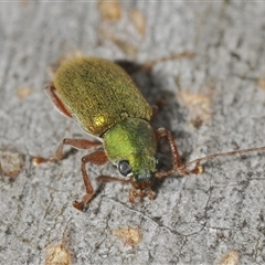 Edusella puberula (Leaf beetle) at Gundary, NSW - 14 May 2024 by Harrisi