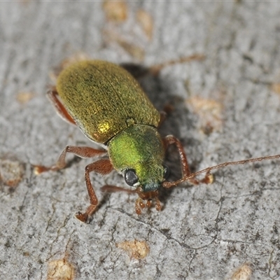 Edusella puberula (Leaf beetle) at Gundary, NSW - 14 May 2024 by Harrisi