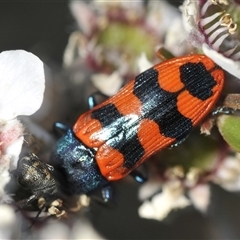 Castiarina crenata (Jewel beetle) at Denman Prospect, ACT - 19 Nov 2024 by Harrisi