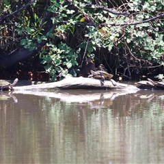 Emydura macquarii (Macquarie Turtle) at Fyshwick, ACT - 19 Nov 2024 by RodDeb