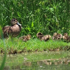 Anas superciliosa (Pacific Black Duck) at Fyshwick, ACT - 19 Nov 2024 by RodDeb