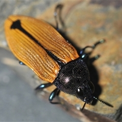 Castiarina subpura (A jewel beetle) at Denman Prospect, ACT - 19 Nov 2024 by Harrisi