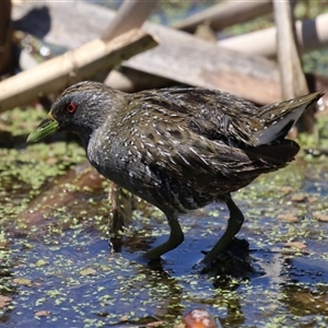 Porzana fluminea at Fyshwick, ACT - 19 Nov 2024