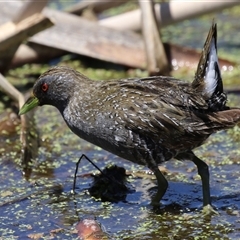 Porzana fluminea at Fyshwick, ACT - 19 Nov 2024