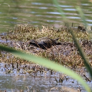 Porzana fluminea at Fyshwick, ACT - 19 Nov 2024