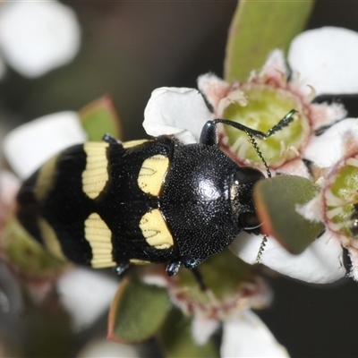 Castiarina australasiae (A jewel beetle) at Denman Prospect, ACT - 19 Nov 2024 by Harrisi