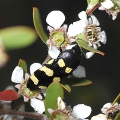 Castiarina australasiae at Denman Prospect, ACT - 19 Nov 2024 04:02 PM